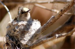 Female Hummingbird on Nest