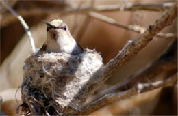 Female Hummingbird on Nest