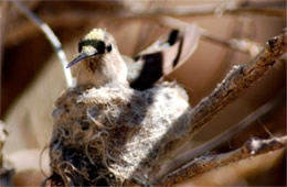 Female Hummingbird on Nest