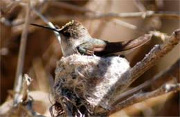 Female Hummingbird on Nest