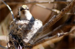 Female Hummingbird on Nest