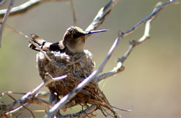 Female Hummingbird on Nest