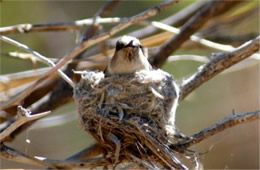 Female Hummingbird on Nest