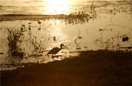 Eudocimus albus - White Ibis at Dawn