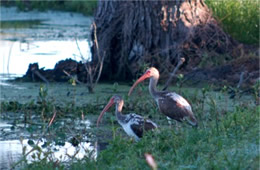 Eudocimus albus - White Ibis - Pair of Juveniles