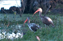 Eudocimus albus - White Ibis - Pair of Juveniles