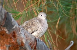 Zenaida macroura - Mourning Dove