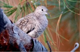 Zenaida macroura - Mourning Dove