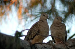 Zenaida macroura - Mourning Dove