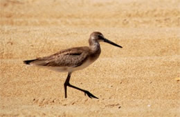 Limosa - Juvenile Godwit