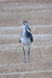 Limosa - Juvenile Godwit