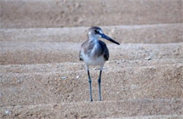 Limosa - Juvenile Godwit