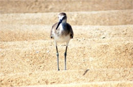 Limosa - Juvenile Godwit