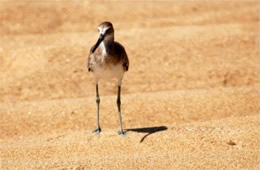 Limosa - Juvenile Godwit