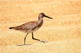 Limosa - Juvenile Godwit