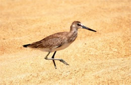 Limosa - Juvenile Godwit