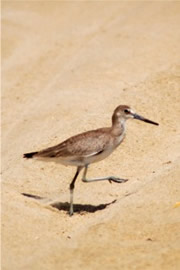 Limosa - Juvenile Godwit