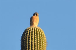 Falco sparverius - American Kestrel 