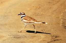 Charadrius vociferus - Killdeer