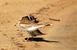 Charadrius vociferus - Killdeer