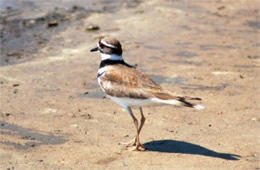 Charadrius vociferus - Killdeer