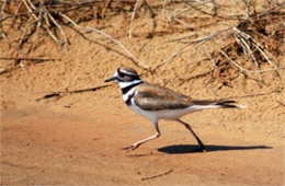 Charadrius vociferus - Killdeer