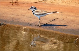 Charadrius vociferus - Killdeer