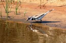 Charadrius vociferus - Killdeer