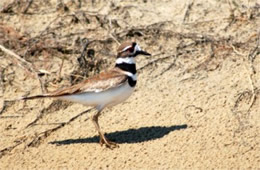 Charadrius vociferus - Killdeer