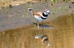 Charadrius vociferus - Killdeer