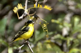 Spinus psaltria - Lesser Goldfinch