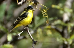 Spinus psaltria - Lesser Goldfinch