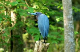 Egretta caerulea - Little Blue Heron