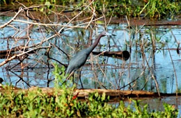 little blue heron