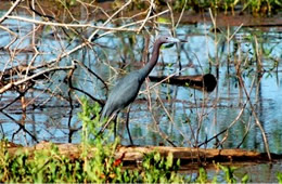 Egretta caerulea - Little Blue Heron