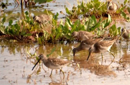 Limnodromus scolopaceus - Long-billed Dowitcher