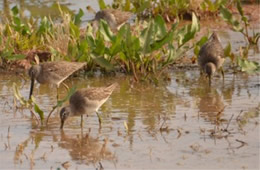 Limnodromus scolopaceus - Long-billed Dowitcher