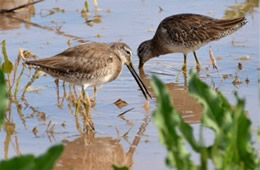 Limnodromus scolopaceus - Long-billed Dowitcher