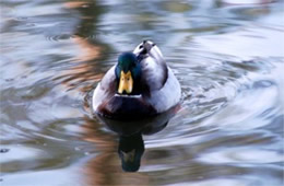 Anas platyrhynchos - Mallard (male)