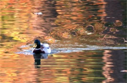 Anas platyrhynchos - Mallard (male)