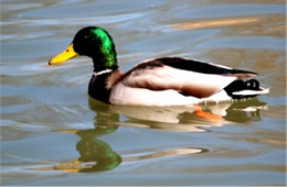 Anas platyrhynchos - Mallard Male