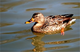 Anas platyrhynchos - Mallard (female)