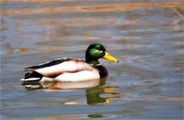 Anas platyrhynchos - Mallard (male)