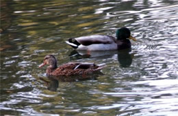 Anas platyrhynchos - Mallard Pair