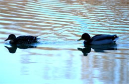 Anas platyrhynchos - Mallard Pair