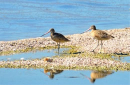 Limosa fedoa - Marbled Godwit