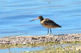 Limosa fedoa - Marbled Godwit