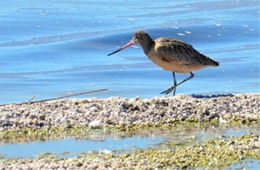 Limosa fedoa - Marbled Godwit