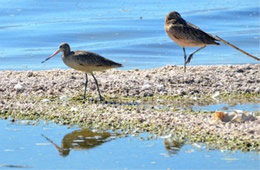 Limosa fedoa - Marbled Godwit