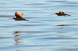 Limosa fedoa - Marbled Godwit